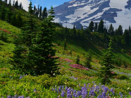 Campi di Lavanda Innevati: Uno Spettacolo Unico in Montagna - stile di vita news from xants.net