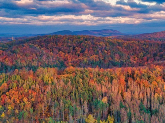 Descubre el Espectáculo de Colores del Otoño en el Bosque