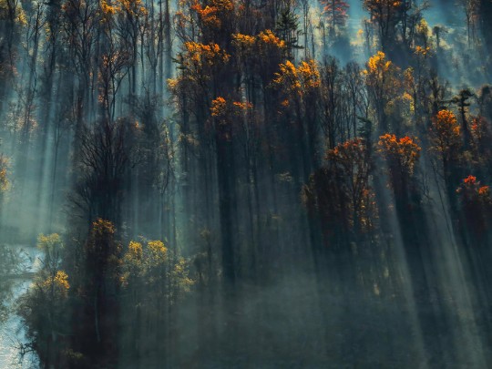 Ireland's Enchanting Forests: A Mystical Morning Mist Experience