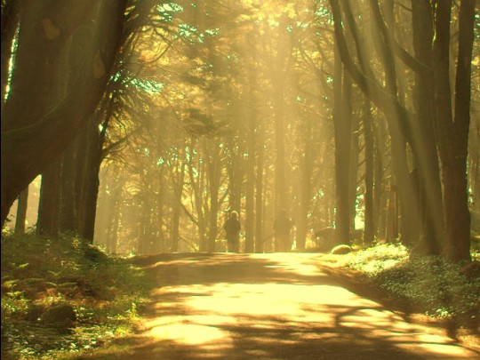 Le Charme Envoûtant de la Forêt Dorée : Une Échappée Sérénité