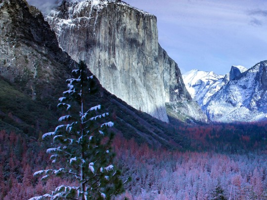 Whispers of the Wild : un voyage à travers la forêt et la montagne couverte de neige