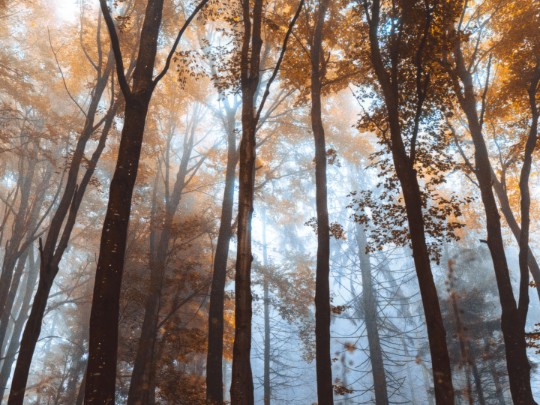Khám phá vẻ đẹp lộng lẫy của cây Metasequoia vào mùa thu: Một kỳ quan thiên nhiên độc đáo