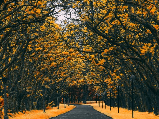Incanto Autunnale: Passeggiare tra le Foglie Dorate lungo le Vie Italiane