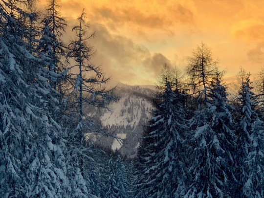 Magische Goldene Stunde im verschneiten Kiefernwald: Ein Wintertraum