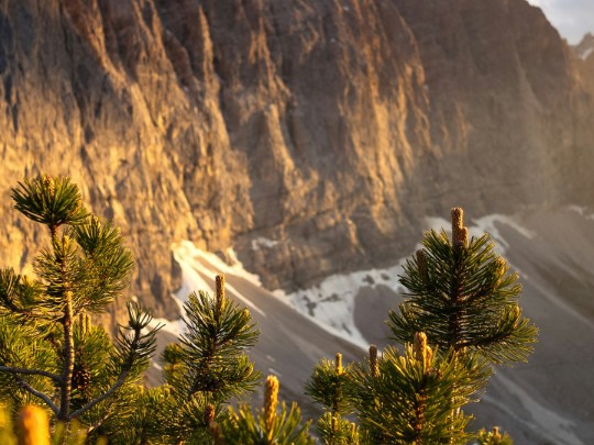 La Magia delle Vette: Quando il Pino Incontra le Montagne in un Paesaggio da Sogno