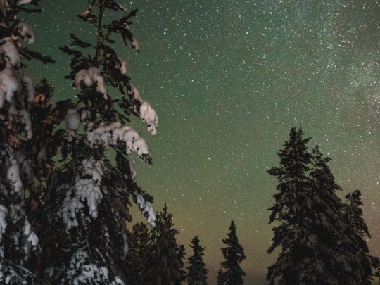 Dancing Lights and Silent Giants: An Aurora Over Snow-Covered Cedars