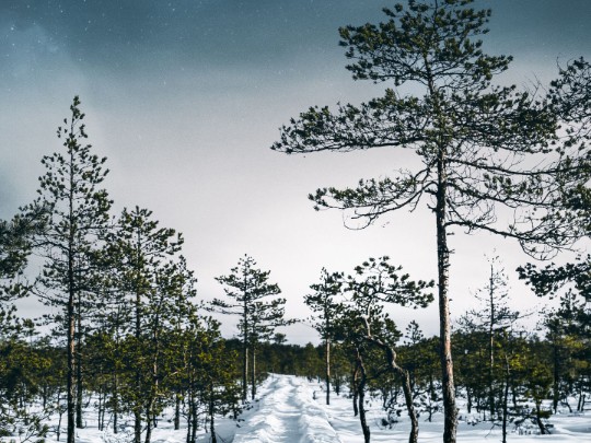 Camino Nevado Bajo Cúpula Estelar: Belleza Única en Bosque - estilo de vida news from xants.net