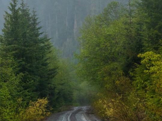 Forêt Brumeuse: Un Voyage Mystérieux dans la Brume - mode de vie news from xants.net