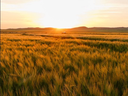 Golden Wheat Field Shimmers at Prairie Dusk - Lifestyle news