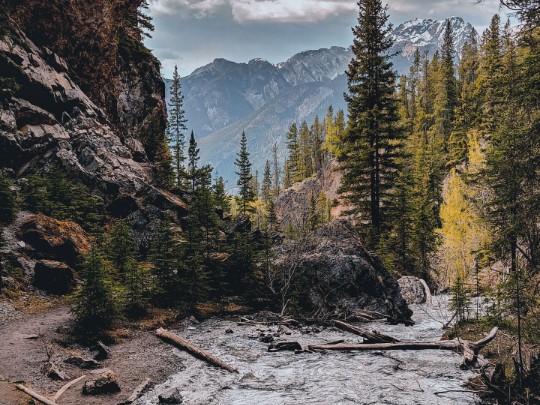 Canyon Stream, Montagne Nevose e Valle Foresta: Uno Spettacolo Naturale - stile di vita news from xants.net
