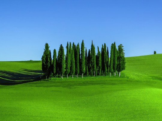 Grüne Oasen der Ruhe: Entfliehen Sie dem Alltag in Baum- und Graslandschaften