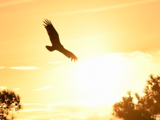Ailes d'or contre un ciel enflammé : un moment de sérénité du coucher de soleil