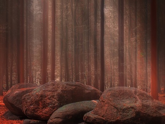 Argentina Salvaje: Cuando la Piedra y el Bosque se Fusionan en un Espectáculo Natural Único