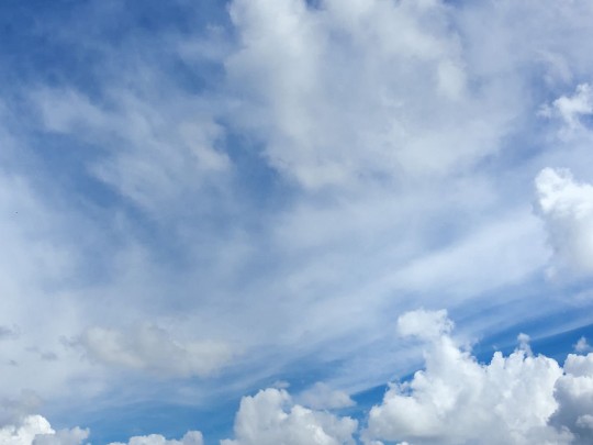 Vibrantes Campos de Rapo Florecen Cerca de Los Ángeles - estilo de vida news from xants.net