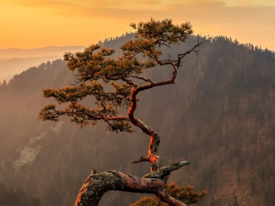 Einzigartig und Widerstandsfähig: Der Baum, der den Bergen trotzt – Ein Naturwunder