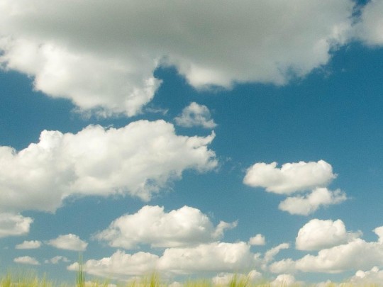 Goldene Ernte unter blauem Himmel: Ein Schweizer Idyll für die Seele