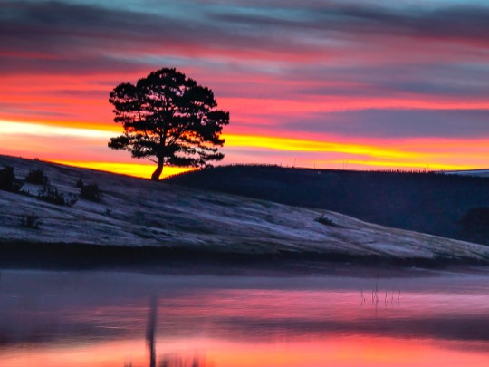 Albero Solitario al Tramonto: Uno Spettacolo di Bellezza Silenziosa