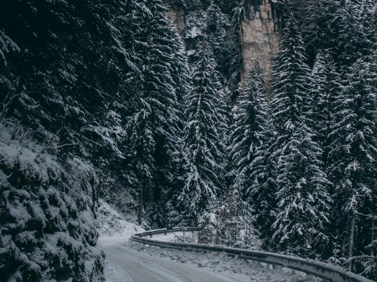 Évasion hivernale : Sur les routes enneigées, à la découverte d'un sanctuaire forestier