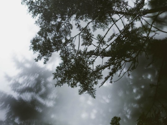 Ethereal Beauty: Capturing the Haunting Allure of Tree Silhouettes in the Mist