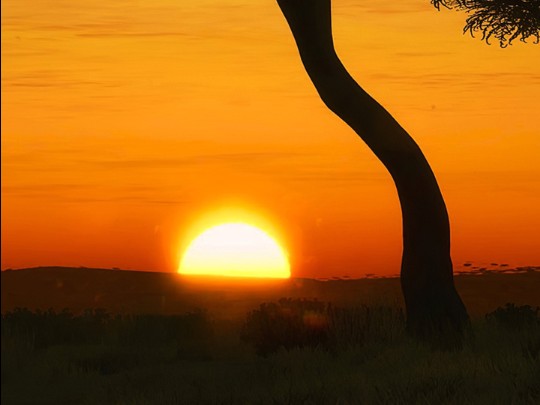 Magia al Tramonto: La Forza Solitaria di un Albero Antico