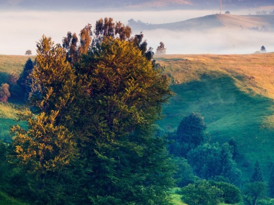 Whispers on the Wind: A Journey Through Hills e Meadow (em inglês)