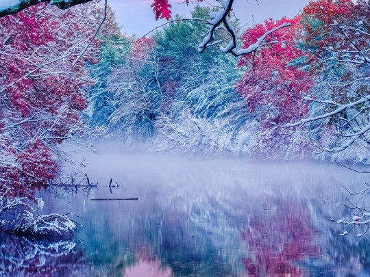 Unexpected Beauty: Where Autumn Meets Winter in a Snowy Forest Reflection