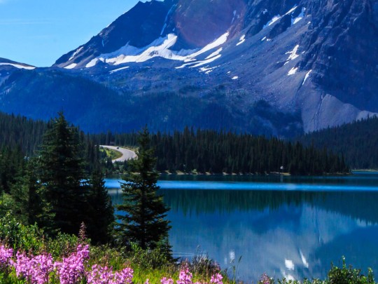 Purple Flowers Bloom by Lake with Snowy Peaks View