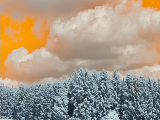 Magisches Wintermärchen: Ein verschneiter Wald im Farbenspiel des Sonnenuntergangs