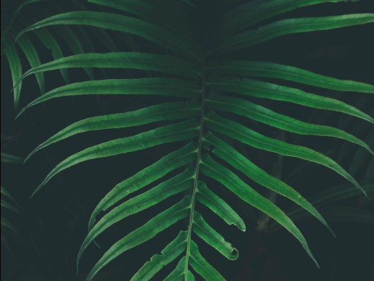 Whispers of the Forest: The Enduring Allure of Ferns and Emerald Leaves