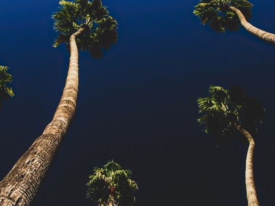 Sogni Azzurri: Quando le Palme Incontrano l'Infinito del Cielo - Un'Oasi di Pace