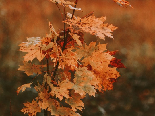 Fall's Fiery Embrace: Why Maple Leaves Define the Autumn Season - Lifestyle news