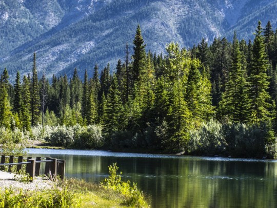 Mirror of the Soul: Finding Peace in a Mountain-Lake Forest - Lifestyle news