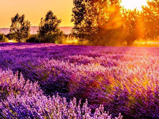 Chasing the Golden Hour: A Dreamlike Escape into a Sunset Lavender Field - Lifestyle news