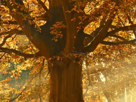 El Tesoro Oculto del Otoño: Un Árbol Centenario Iluminado por el Sol