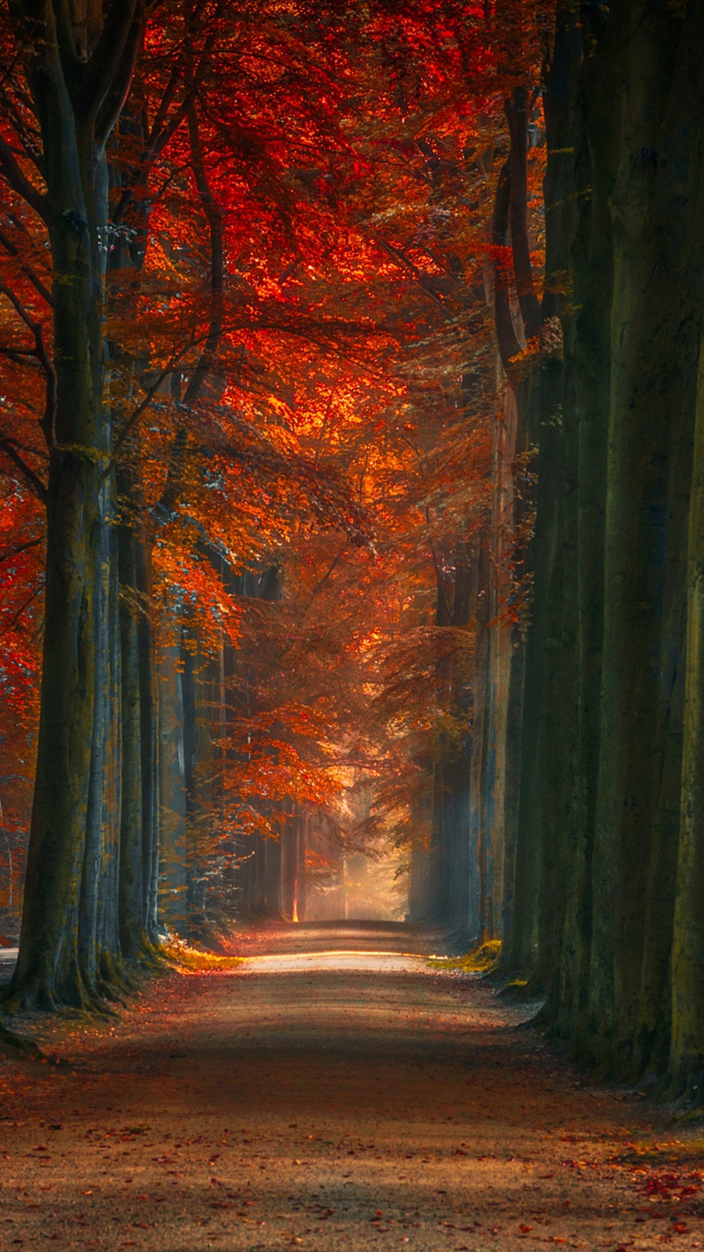 Sumérgete en el Esplendor Carmesí: Rutas Mágicas entre Árboles de Otoño