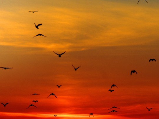 Alas Doradas al Atardecer: La Belleza Hipnótica de los Pájaros en Silueta