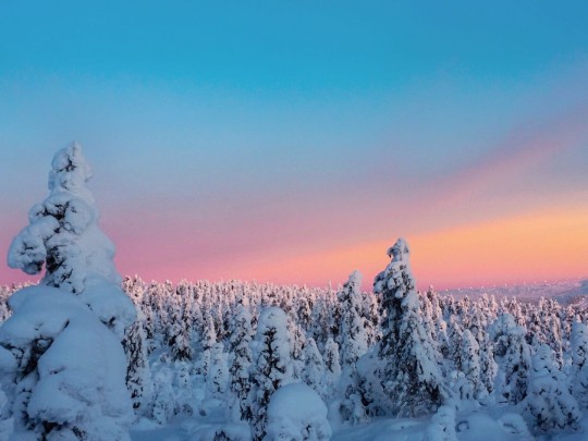 Whispers of Rosy Glow: Unveiling the Nordic Secret Ice Forest - Lifestyle news