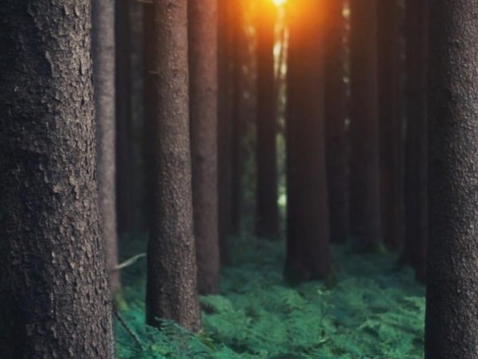 A Magia do Despertar na Floresta: Um Mergulho na Serenidade Matinal