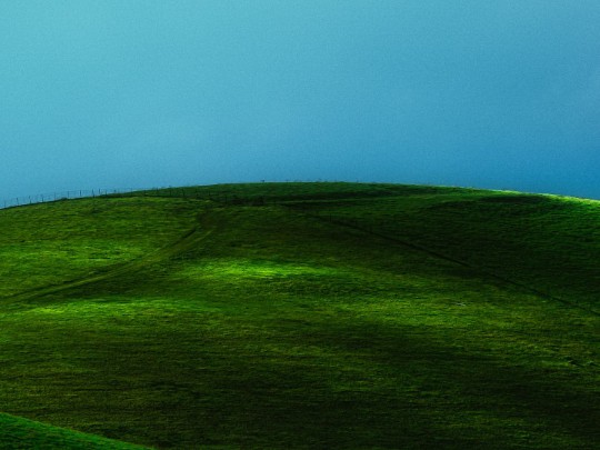 Lone Cow Grazes in Misty Meadow Scene - Lifestyle news from xants.net