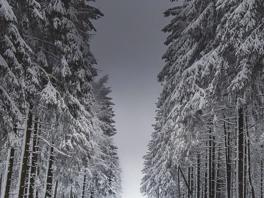 Os sussurros do Inverno: Uma jornada pela estrada da neve