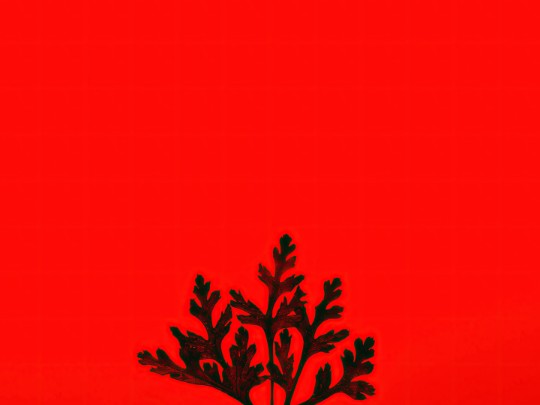 Vibrant Contrast: Why Emerald Plants Pop Against a Red Backdrop