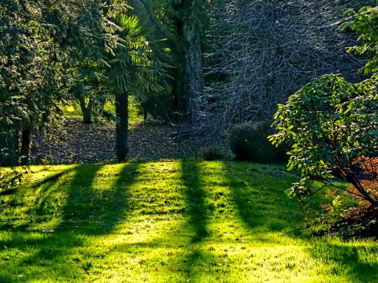 Glade Forestale Scoperta: Luce Mattutina Illumina Tranquillità - stile di vita news from xants.net
