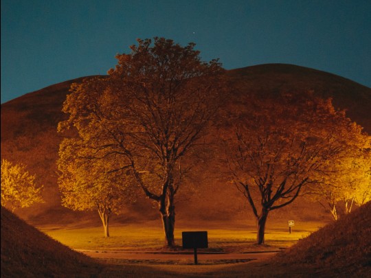 Magical Aussie Night: Golden Light on Silhouetted Trees Creates a Stunning Landscape