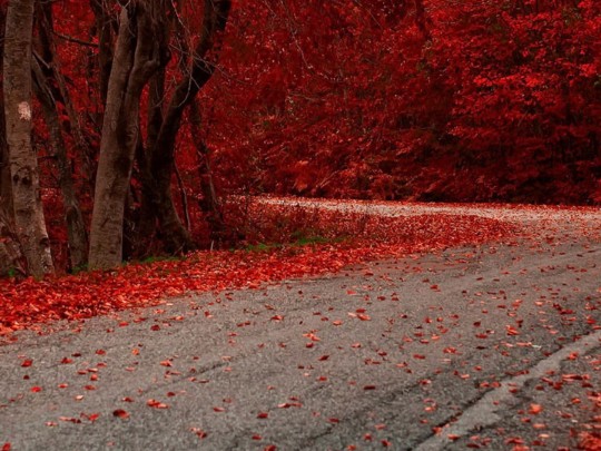 Automne Émeraude : Une Évasion Solitaire au Cœur d'une Forêt Enchantée