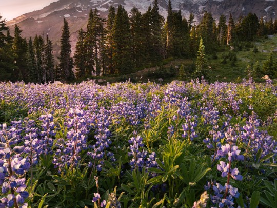 Un Mare di Viola e Neve: Scopri il Paesaggio Incantato dove Lavanda e Montagne si Incontrano