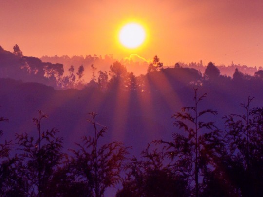 Rosy Light Realm Revealed in Forest Sea Dawn - Lifestyle news