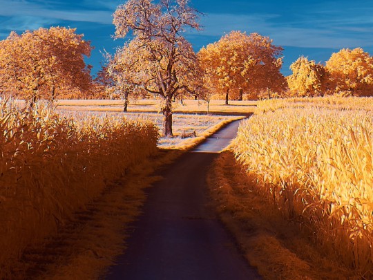 Golden Hues e estradas do país: uma fuga de outono