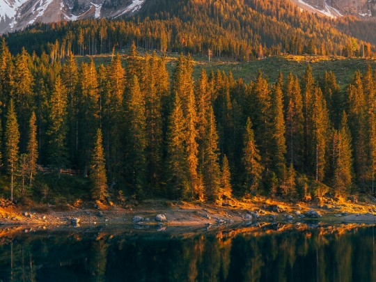 Magia Silenziosa: Esplorando la Pace e il Mistero di un'Antica Foresta Italiana