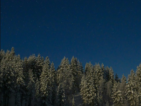 Magia Invernal en Argentina: Un Bosque de Nieve Bajo un Cielo Estrellado que Te Cortará la Respiración