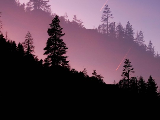 Embrace the Enchantment: A Twilight Forest Experience